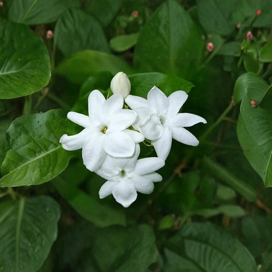 Maid of Orleans Jasmine – Jasminum sambac Live Plant | Rooted Starter 2–8 Inches | Extremely Fragrant White Blooms | Indoor & Patio Plant