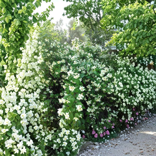 English Dogwood (Mock Orange) – Philadelphus coronarius Bare Root Tree | 24–36 Inches Tall | Fragrant White Flowering Shrub | Hardy Outdoor Landscape Plant