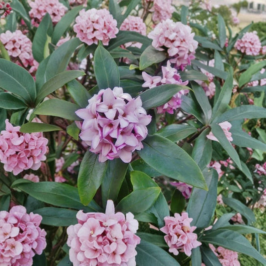 Daphne Odora Variegated – Fragrant Pink Flower Plant Cutting | 6 Inches Long | Live Unrooted Cutting | Evergreen Shrub | Easy to Propagate