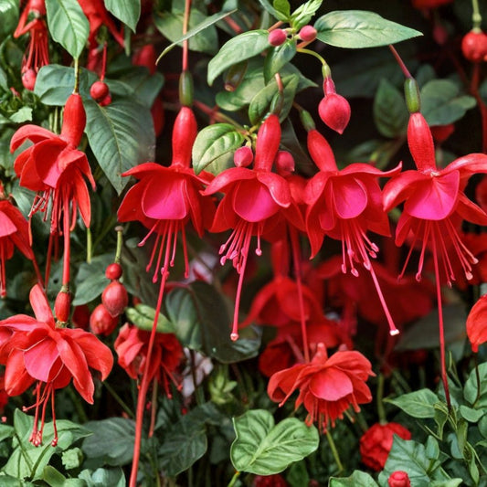 3 Live Fuchsia Plants – 6" Pot | Choose Your Variety | 15+ Fuchsia Cultivars | Flowering Ornamental | Garden & Container Plant