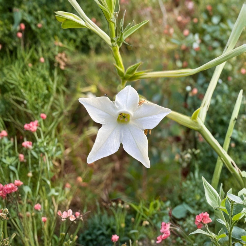 Nicotiana alata Seeds – 500+ Organic Jasmine Tobacco | Night Fragrant Flowers | Moon Garden Plant | Easy to Grow Annual