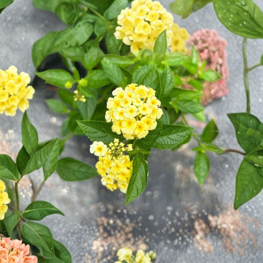Set of 2 ‘Lemon Drop’ Lantana Live Plants – 4–6 Inches Tall | Lantana camara | Bright Yellow Flowers | Heat & Drought Tolerant | No Pot | Butterfly & Hummingbird Plant