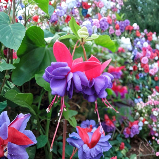 Blue Eyes Fuchsia – Live Starter Plant | 3–5 Inches Tall | Fuchsia ‘Blue Eyes’ | 5 Inch Pot | Hummingbird Friendly | Shade Garden