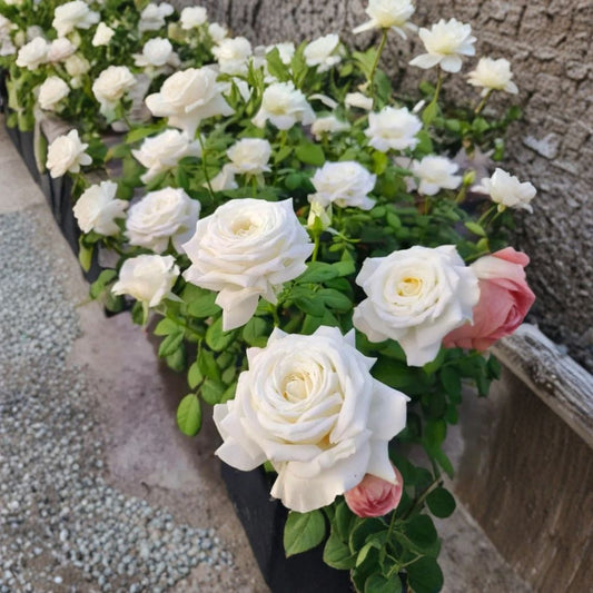 Pope John Paul Rose Live Plant | White Hybrid Tea Rose | 4–6 Inch Starter Plant | Fragrant White Flower | Ships Without Pot | USDA Zones 5–9