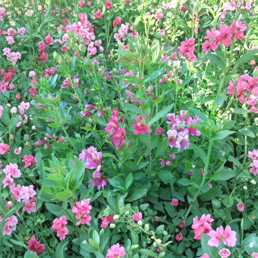 Alstroemeria 'Pacific Sunset Hybrid' – Alstroemeria Live Bare Root Plants | Set of 12 | 2-Year-Old Stock | Perennial Lily of the Incas