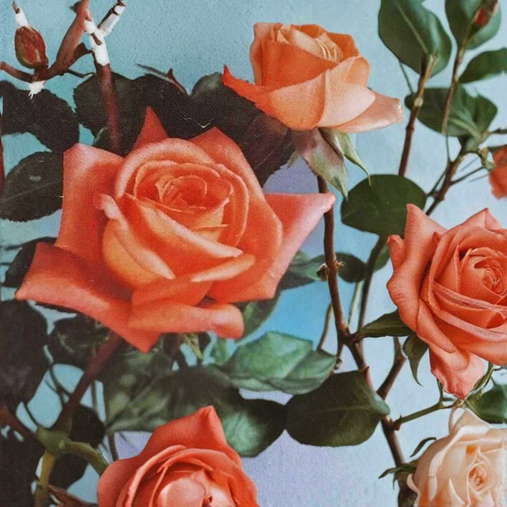 Shreveport Hybrid Tea Rose – Rosa Live Bush Plant | 5 Gallon Size | Orange Blooming Rose Shrub | Landscape & Garden Favorite | Easy Care Flowering Plant