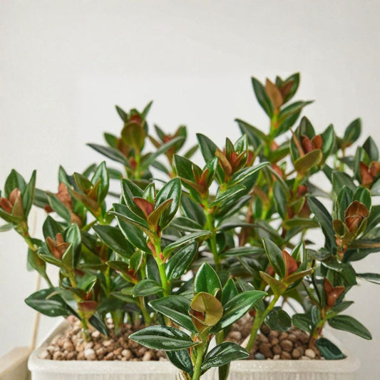 Black Goldfish Plant – Live Trailing Houseplant | 4-Inch Nursery Pot | Ornamental Flowering Tropical Plant | Hanging Basket & Indoor Plant