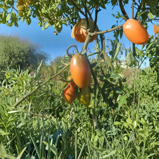 Ukrainian Purple Tomato Seeds – Solanum lycopersicum Heirloom Seeds | 50 Organic Non-GMO Seeds | Russian Purple Tomato | Dark Plum Paste Tomato