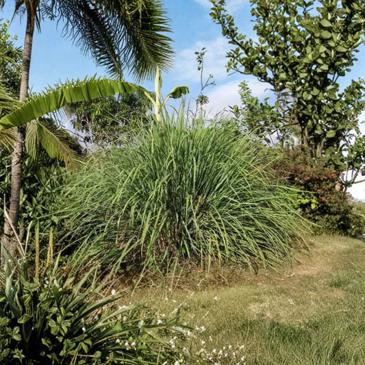 Lemongrass – Cymbopogon citratus Live Rooted Plants | Set of 8 | 8–12 Inch Herb Plants | No Pot | Culinary & Garden Favorite