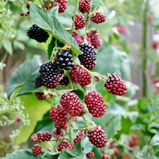 Set of 2 Sweet Boysenberry Live Plants – 4–6 Inches Tall | Rubus Hybrid | Fruiting Berry Plant | No Pot | Edible Garden & Container Friendly | Trailing Berry Vine