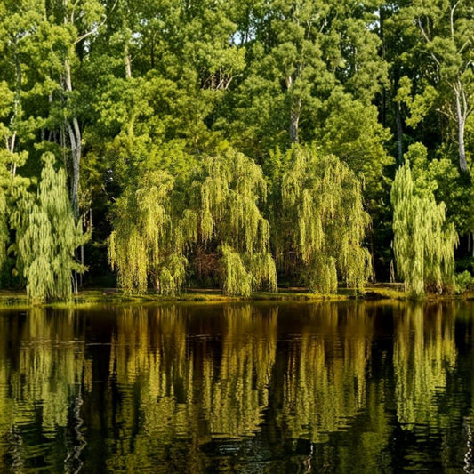 Weeping Willow – Salix babylonica Live Bare Root Tree | 2–3 Feet Tall | Fast Growing Shade Tree | Landscape Favorite