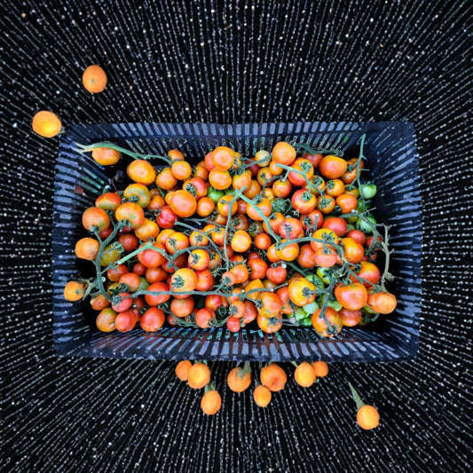 Giallorosso di Crispiano Tomato Seeds – Solanum lycopersicum Heirloom Seeds | 50 Organic Non-GMO Seeds | Rare Italian Keeper Tomato | Long Storage Variety