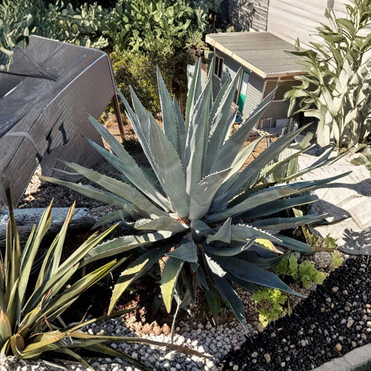 Blue Agave Americana Live Plant – Agave americana | 6–10" Starter | Century Plant | Tequila Agave | Drought Tolerant | Bare Root
