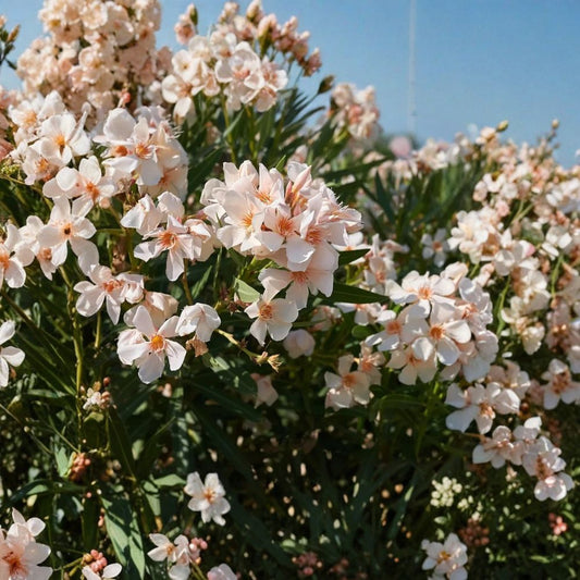 Dwarf Salmon Oleander Live Plant | 4–6 Inch Starter Shrub | Nerium oleander | Salmon Pink Flowers | Evergreen Flowering Plant | Ships Without Pot