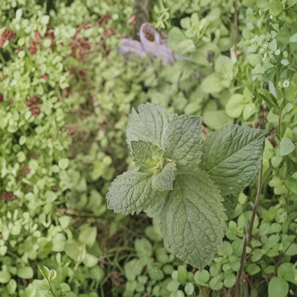 Spearmint – Mentha spicata Live Rooted Cuttings | 10 Fresh Plant Cuttings | Naturally Grown Culinary Herb | Easy to Grow