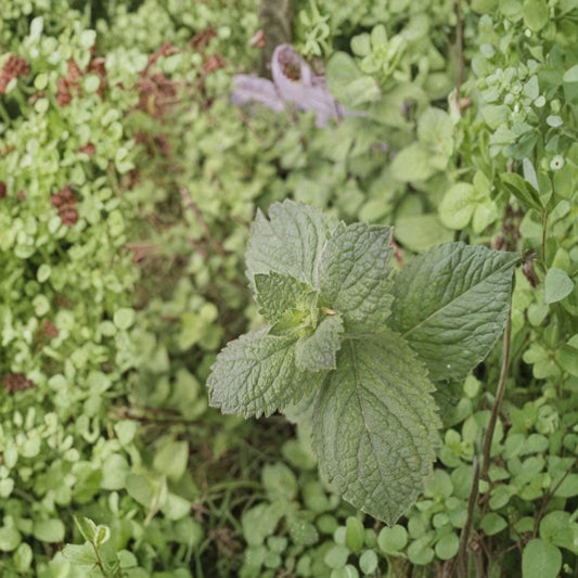 Spearmint – Mentha spicata Live Rooted Cuttings | 10 Fresh Plant Cuttings | Naturally Grown Culinary Herb | Easy to Grow