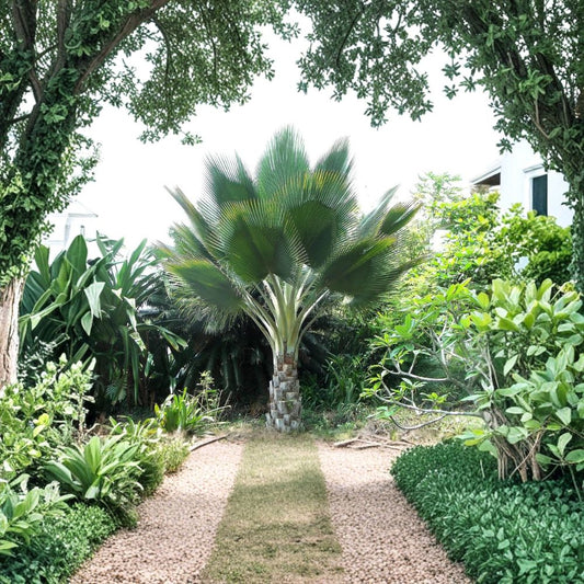 Giant Yarey Palm Tree – Live Plant | 3 Gallon Pot | Tropical Ornamental Palm | Landscape Palm | Tropical Garden Plant
