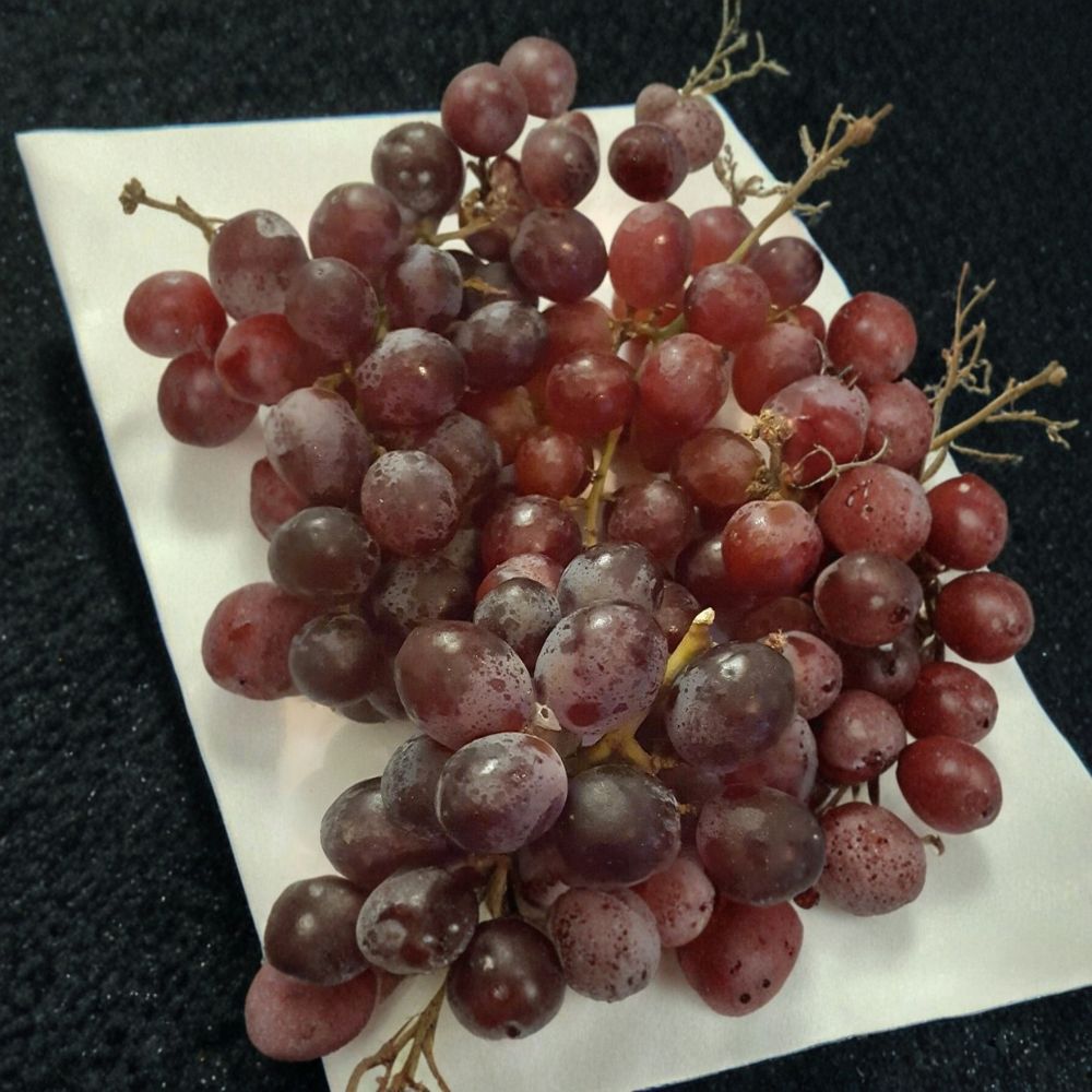 Vanessa Red Seedless Grape Vine – Vitis vinifera Live Plant | 2 Gallon Size | Self-Fertile Fruit Vine | Sweet Seedless Grapes | Easy to Grow Garden Favorite