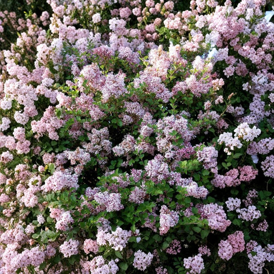 Dwarf Korean Lilac – Syringa meyeri 'Palibin' Live Plant | 3.5-Inch Pot | Fragrant Purple Flowering Shrub
