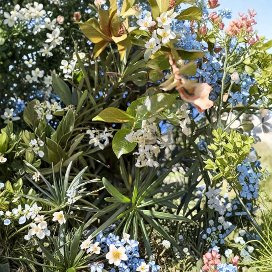 Snow N Summer™ Asian Jasmine – 2 Pack Live Plants | 2 Quart Size | Variegated Evergreen Groundcover Vine | Trachelospermum asiaticum