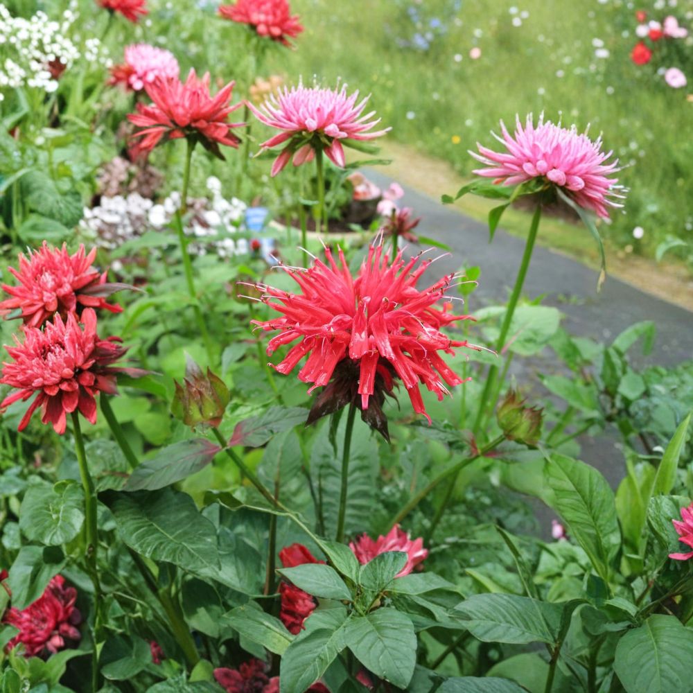 Red Bee Balm Jacob Cline Live Plant | Thick Bare Root Perennial | Monarda didyma | Hummingbird & Pollinator Garden Favorite