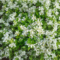 Orange Jasmine Live Tree – Murraya paniculata | 2–3 Ft Air Layered Plant | Fragrant White Blooms | Tropical Hedge or Patio Plant