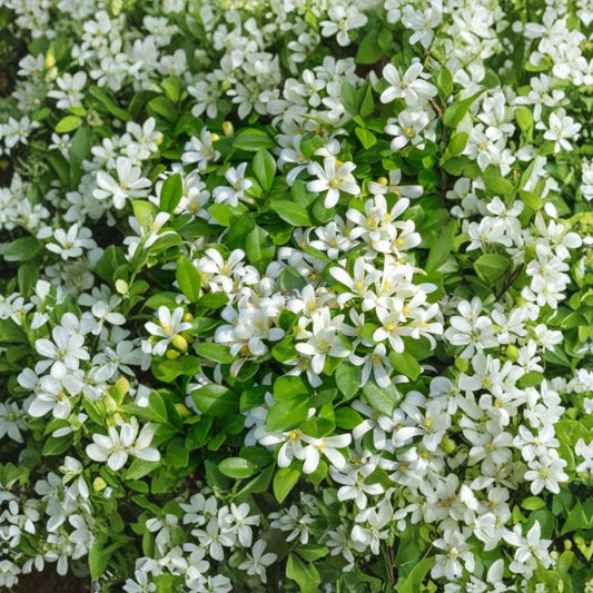 Orange Jasmine Live Tree – Murraya paniculata | 2–3 Ft Air Layered Plant | Fragrant White Blooms | Tropical Hedge or Patio Plant