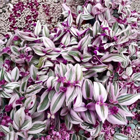 Tradescantia Nanouk Live Plant – Pink Wandering Jew | 4" Pot | Colorful Striped Foliage | Easy-Care Houseplant | Indoor & Outdoor