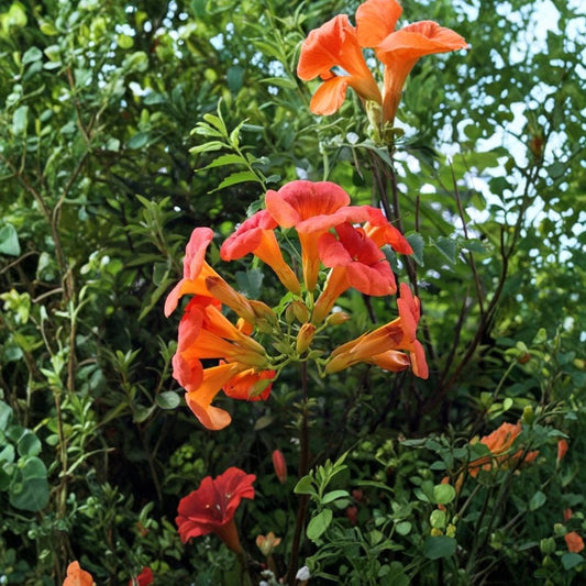 Flame Red Trumpet Vine Live Plant – 1+ Foot Bare Root | Campsis radicans | Red Trumpet Flowers | Fast-Growing Climbing Vine | Hummingbird & Pollinator Friendly
