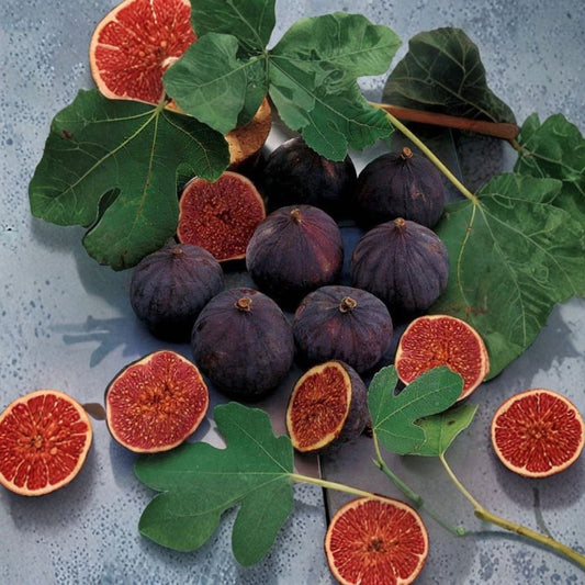 Chicago Hardy Fig Tree – Live Fruit Plant | 3 Gallon Pot | Cold Hardy Fig Tree | Ficus carica | Sweet Edible Figs | Container Friendly