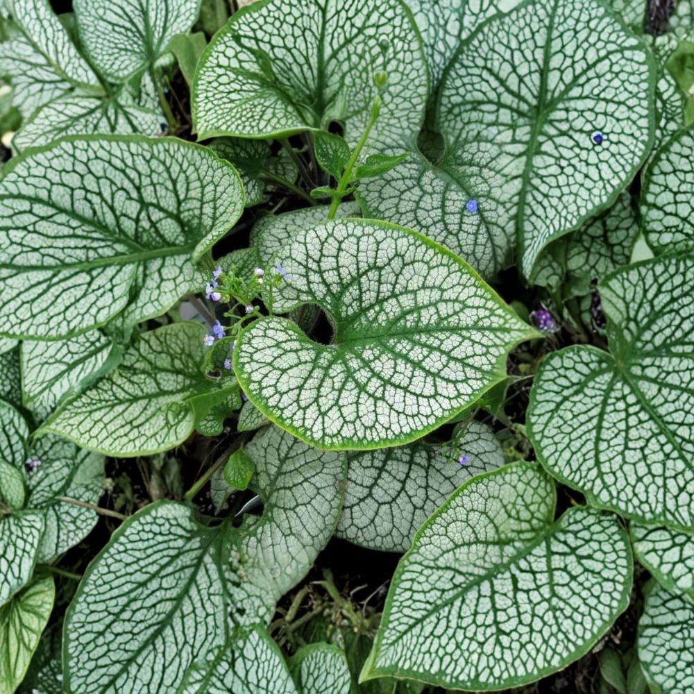 Brunnera 'Sea Heart' – Brunnera macrophylla Live Starter Plant | 3–6 Inches Tall | 2.5 Inch Pot | Shade Perennial | Free Shipping