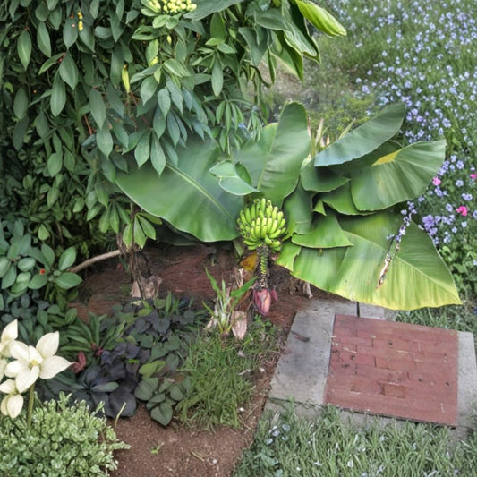 Truly Tiny Banana Plant – Dwarf Banana Tree Live Starter | 4–6 Inches Tall | Soil Root Ball | No Pot | Compact Tropical Plant | Patio & Indoor Friendly