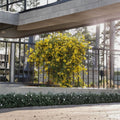 Carolina Jessamine Plant – Gelsemium sempervirens Live Starter | Yellow Jasmine Vine | Fragrant Climbing Plant | 2–8 Inch Potted Plant