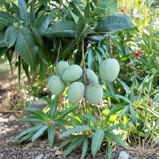 Ice Cream Mango Tree – Live Grafted Plant | 1–2 Feet Tall | 3 Gallon Pot | Mangifera indica | Sweet Tropical Fruit Tree | Container Friendly