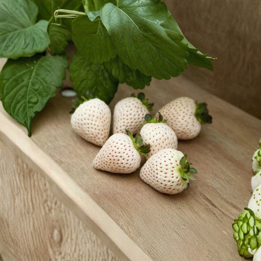 Japanese Angel's Strawberry – Fragaria × ananassa Live Bare Root Plants | Set of 6 | White Strawberry | Everbearing Fruit Plant