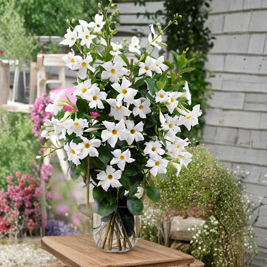 White Mandevilla Plants – Dipladenia Vine | 2 Live Plants 4–6" Tall | Tropical Climbing Flower | No Pot