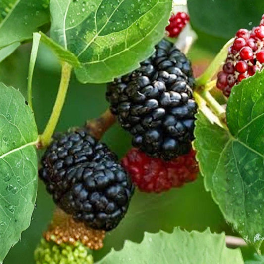 Dwarf Everbearing Mulberry – Morus sp. Live Bare Root Starter | 3–4 Inches Tall | Self-Pollinating Fruit Tree | Compact Garden Favorite