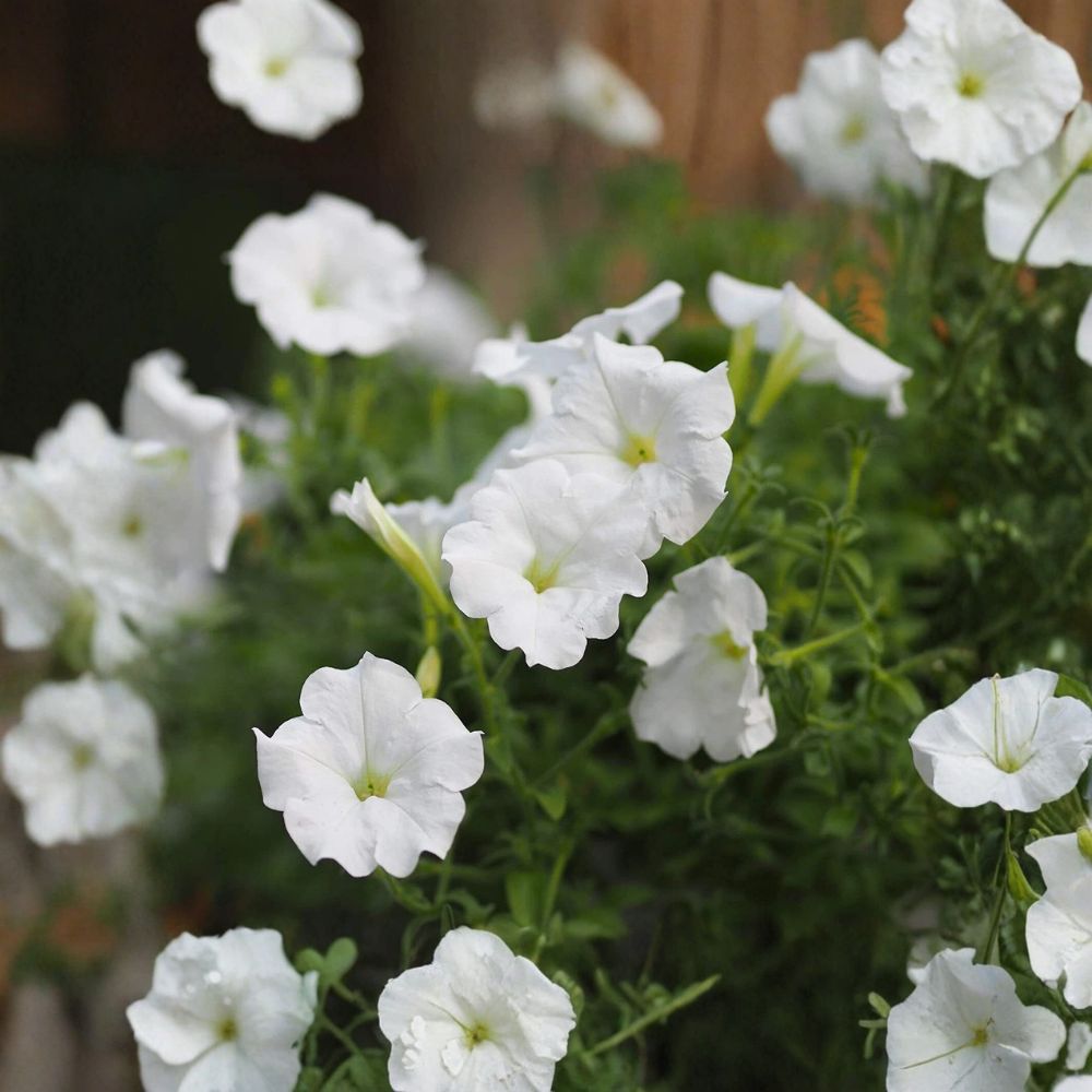 White Mexican Petunia – Ruellia simplex Live Rooted Plants | 10 Starter Plants in Pots | Hardy White Flowering Perennial | Easy to Grow