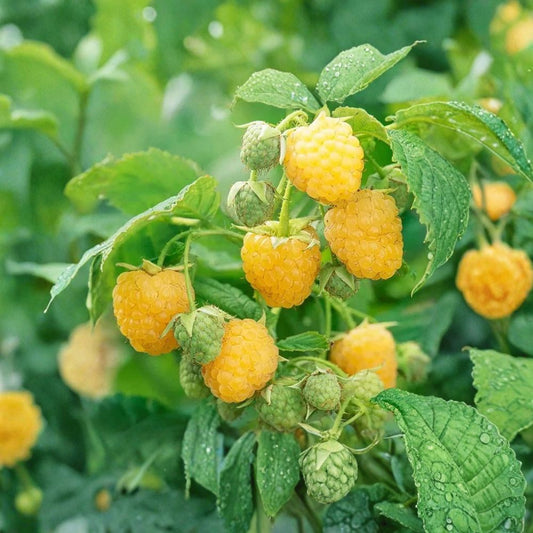 2 Anne Yellow Raspberry Plants | Large Dormant Bare Root Canes | Super Sweet Everbearing Berry Bush | Zone 4–8