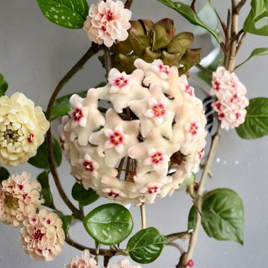 Hoya Mathilde Splash Live Plant – Wax Plant | Well-Rooted Vine | 5" Tall | 4" Pot | Rare Hoya Houseplant | Fragrant Blooms