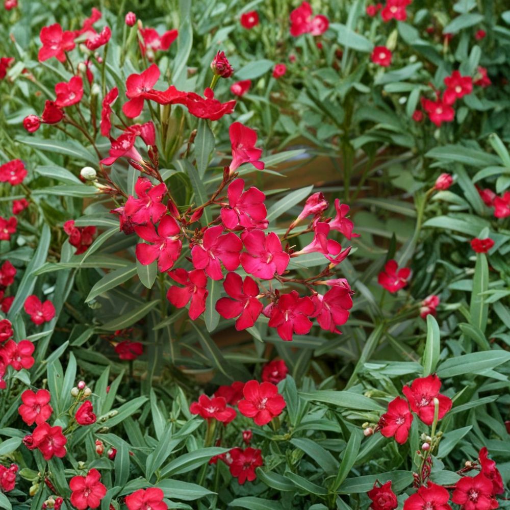 Red Oleander – Nerium oleander Live Plant | 3 Gallon Size | Red Flowering Shrub | Easy to Grow Landscape Plant | Sun Loving Garden Favorite