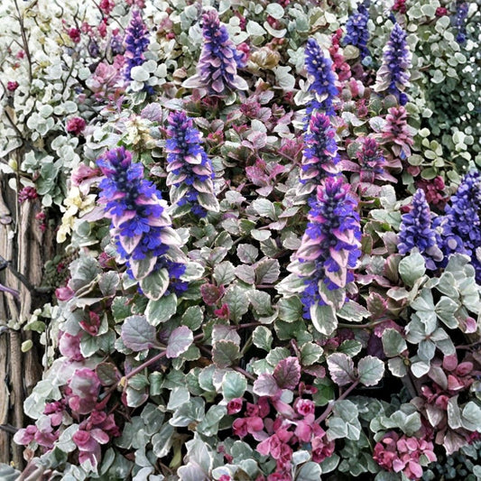 Ajuga ‘Burgundy Glow’ Bugleweed – Live Starter Plant | Colorful Shade Groundcover | Well-Rooted in Pot | Perennial