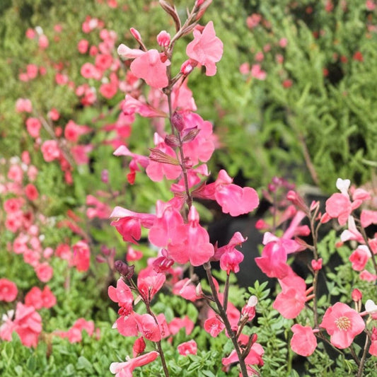 Lipstick Salvia Greggi Live Plant – 1 Gallon | Fully Rooted Salvia greggii | Red Hummingbird Flowers | Heat & Drought Tolerant | Perennial Garden Plant