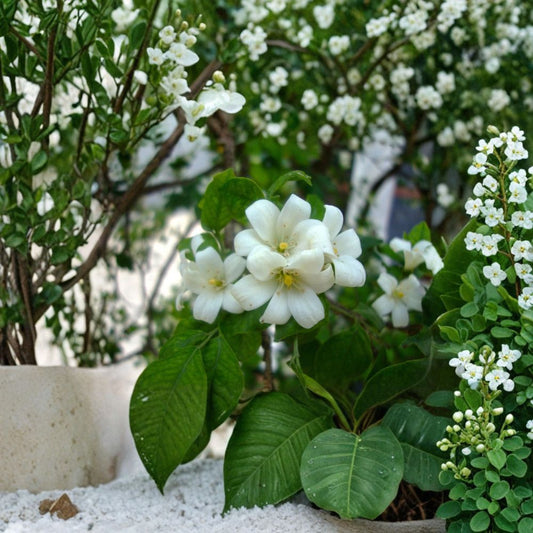 Murraya Paniculata Seeds – 10 Pack | Orange Jasmine / Mock Orange | Fragrant White Flowers | Tropical Shrub Seeds | Satinwood Plant