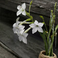 Nicotiana Alata Seeds – 200+ Jasmine Tobacco | Night Scented Flowers | Fragrant Garden Plant | Easy to Grow