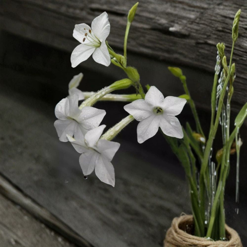 Nicotiana Alata Seeds – 200+ Jasmine Tobacco | Night Scented Flowers | Fragrant Garden Plant | Easy to Grow
