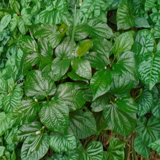 Wild Betel Leaf – Piper sarmentosum Live Rooted Plants | Set of 5 | Lá Lốt | Culinary Herb | Shade-Loving Perennial