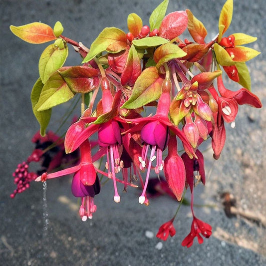 Autumnale Fuchsia – Live Flowering Plant | 5-Inch Nursery Pot | Ornamental Fuchsia | Shade-Loving Garden & Patio Plant | Container Friendly | Zones 8–10