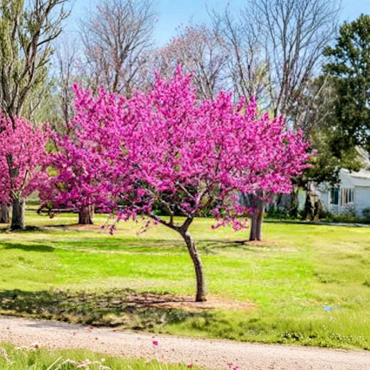Eastern Redbud – Cercis canadensis Bare Root Tree | 12–24 Inches Tall | Native Flowering Ornamental Tree | Easy to Grow