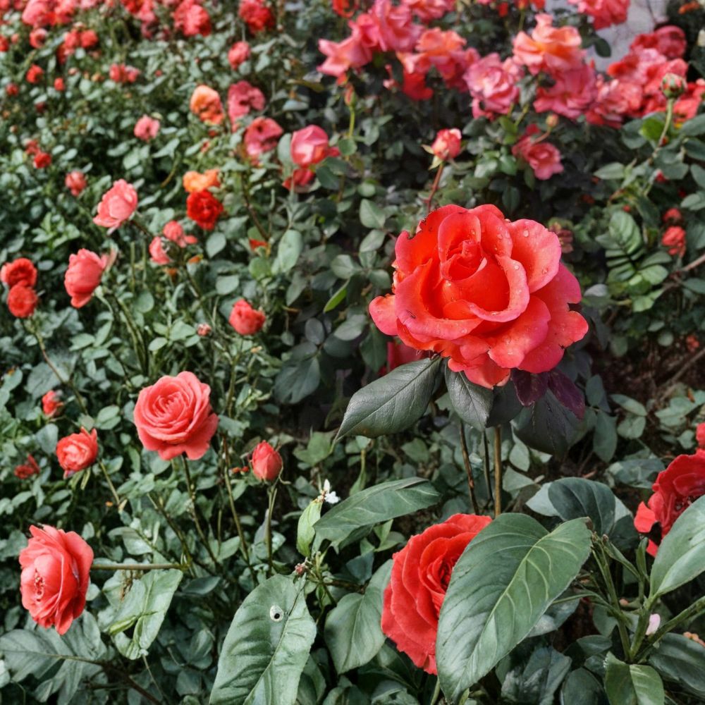 Ring of Fire Hybrid Tea Rose – Rosa Hybrid Live Plant | 3 Gallon Rose Bush | Fiery Multi-Color Blooms | Elegant Garden Rose | One-Year-Old Field Grown Plant